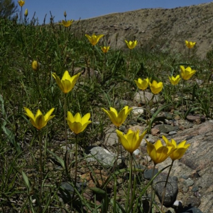 Tulipa tetraphylla